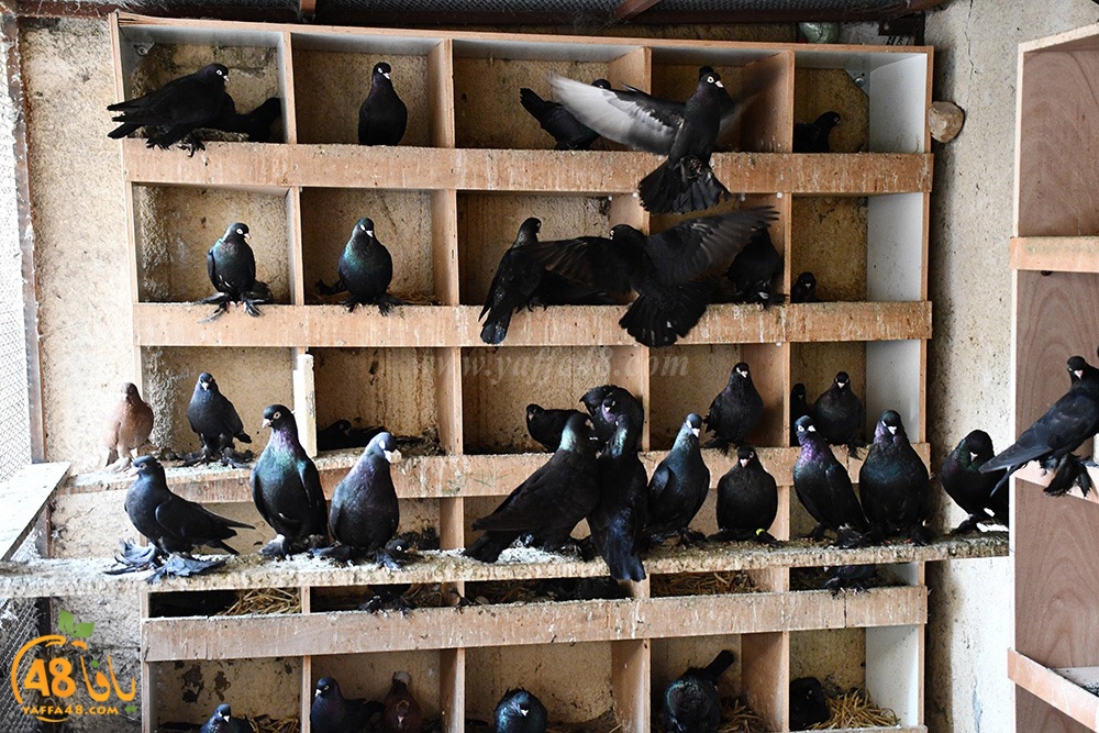 zohdi 3ashoor (102).jpeg